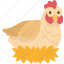 hen, chicken, poultry, livestock, eggs 