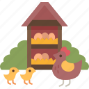 poultry, farm, chicken, livestock, agriculture