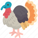 turkey, bird, avian, animal, farm
