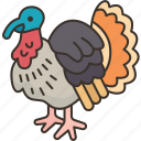 turkey, bird, avian, animal, farm