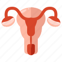 female, organ, pregnancy, reproductive, system