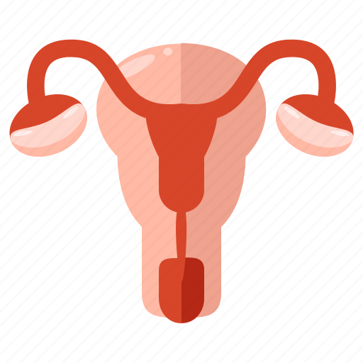 Female, organ, pregnancy, reproductive, system icon - Download on Iconfinder