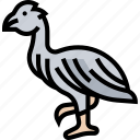 animal, bird, extinction, emu, avian