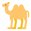 abrahamic, animal, camel, islam, ramadan, religion