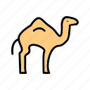 animal, arabian, camel