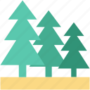 christmas tree, evergreen tree, fir tree, pine tree, tree