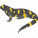 amphibian, mole, ohio, salamander, spotted, yellow, yellow-spotted