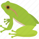 amphibian, bullfrog, frog, green, green frog, pond, prince