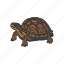 animal, box turtle, pet, shell, terrapene, turtle, vertebrates 