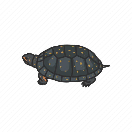 Clemmys guttata, reptiles, semi-aquatic turtle, spotted turtle, turtle, vertebrates icon - Download on Iconfinder