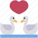 animal, bird, heart, romance, swan, wildlife 