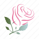 rose, love, flower
