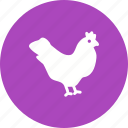 chicken, farm, food, hen, meat, nature, poultry