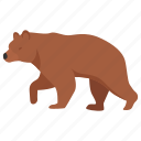 wild, russian bear, bear, animal, teddy