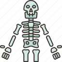 human, skeleton, bones, anatomy, medical