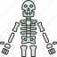 human, skeleton, bones, anatomy, medical 