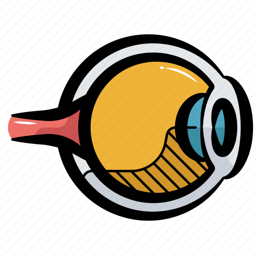 Eyeball, human eyeball, eyeball human organ, vision, human eye anatomy icon - Download on Iconfinder