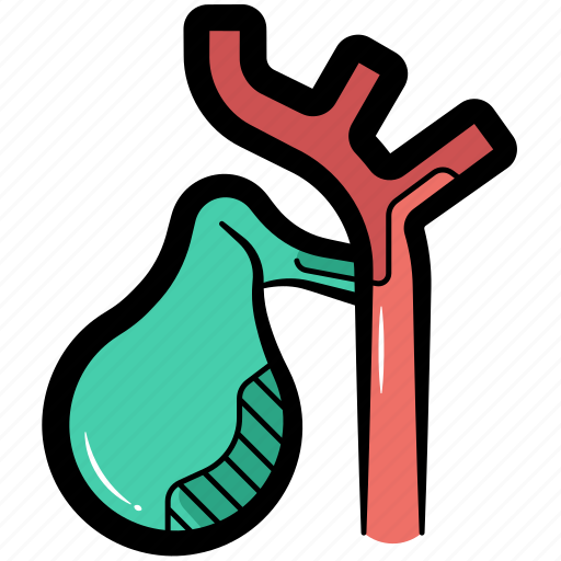 Gallbladder, human gallbladder, human organ, digestive system, internal organ icon - Download on Iconfinder