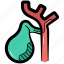 gallbladder, human gallbladder, human organ, digestive system, internal organ 