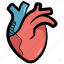 heart, human heart, heart anatomy, cardiac, heart muscle 