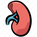 kidney, kidney organ, human kidney, internal organ, organ