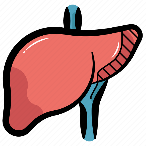 Liver, human liver, human organ, internal organ, liver organ icon - Download on Iconfinder