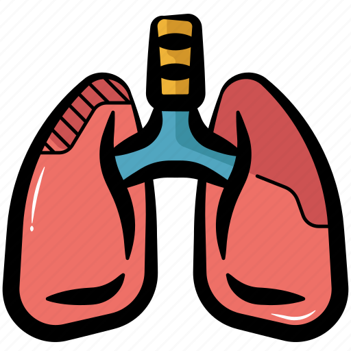 Lungs, lungs organ, human lungs, lungs anatomy, respiratory system icon - Download on Iconfinder