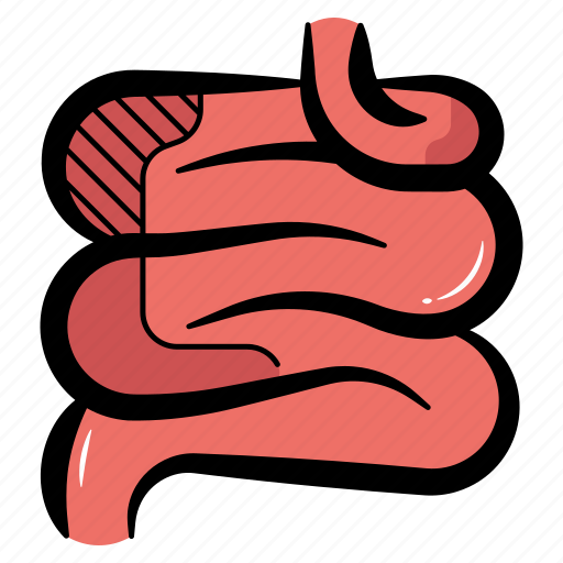 Small intestine, human intestine, intestine, digestive system, human digestive icon - Download on Iconfinder