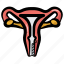 uterus, ovary, endometrium, uterus organ, fallopian tubes 