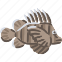 lionfish, pterois, fish, aquarium, sea