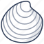 dosinia, shell, sea, seashell, marine 