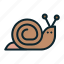 mollusc, shell, slow, sluggish, snail 