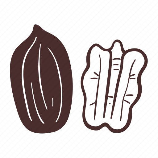 Pecan, food, nuts, ingredient, cooking, snack icon - Download on Iconfinder