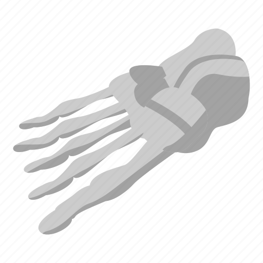 Anatomy, cartoon, foot, isometric, medical, skeleton, sport icon - Download on Iconfinder