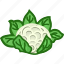cauliflower, cauliflower leaf, vegetables icon 
