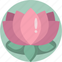 decoration, flower, lotus, nature, plant, sauna, spa