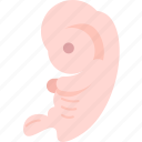 embryo, fetus, placenta, reproduction, pregnancy