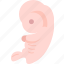 embryo, fetus, placenta, reproduction, pregnancy 