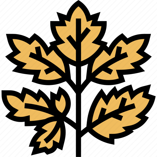 Parsley, leaves, garnish, cilantro, condiment icon - Download on Iconfinder