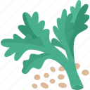 coriander, cilantro, leaves, ingredient, seasoning