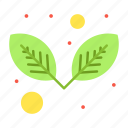 leaf, nature, plant