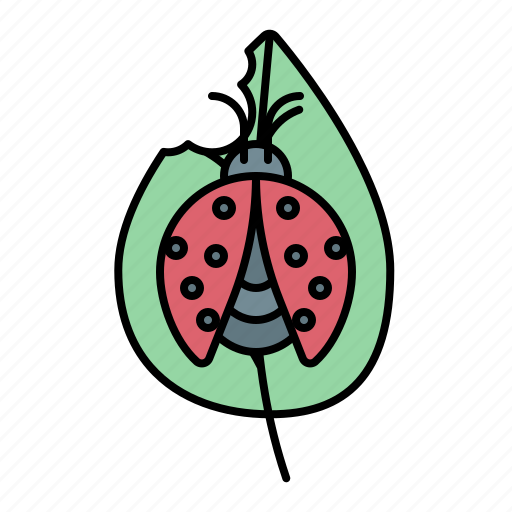 Spring, ladybug, bug, insect icon - Download on Iconfinder