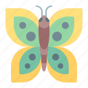 insect, spring, butterfly, bug