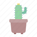 pot, spring, cactus, plant