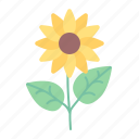 flower, spring, sunflower, plant