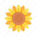 flower, sunflower, blossom, spring, nature, season