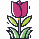 tulip, flower, plant, floral