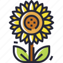 spring, sunflower, flower, floral