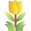 spring, tulip, flower, plant