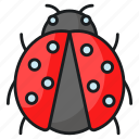 ladybird, ladybug, coccinellidae, bug, beetle, insect, animal